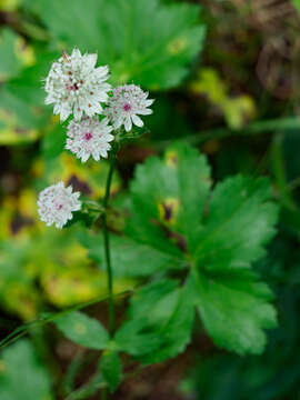 Plancia ëd Leptotrochila astrantiae (Ces.) Schüepp 1959