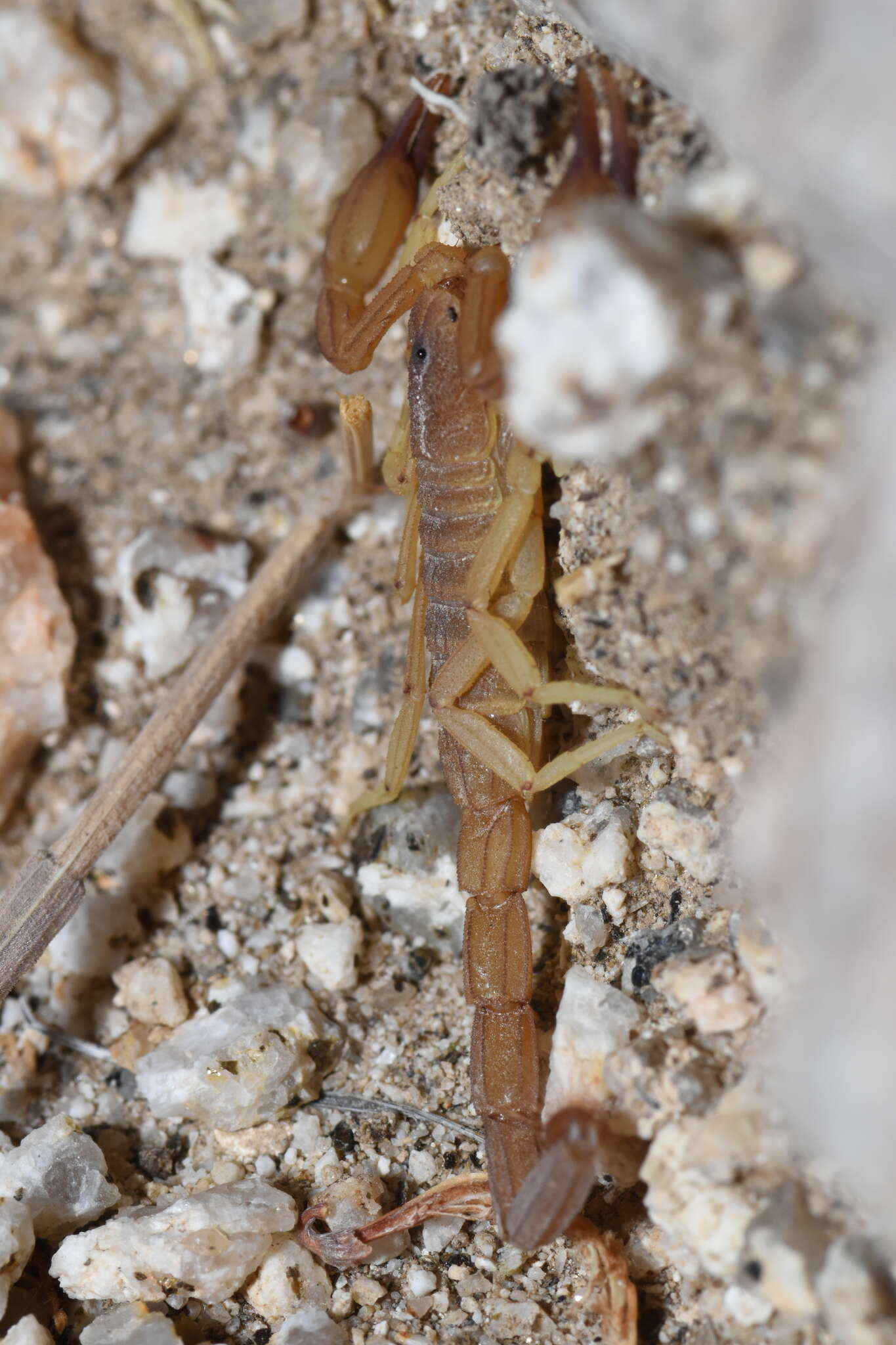 Image of Kochius hirsuticauda (Banks 1910)