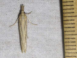 Image of Coenochroa californiella Ragonot 1887