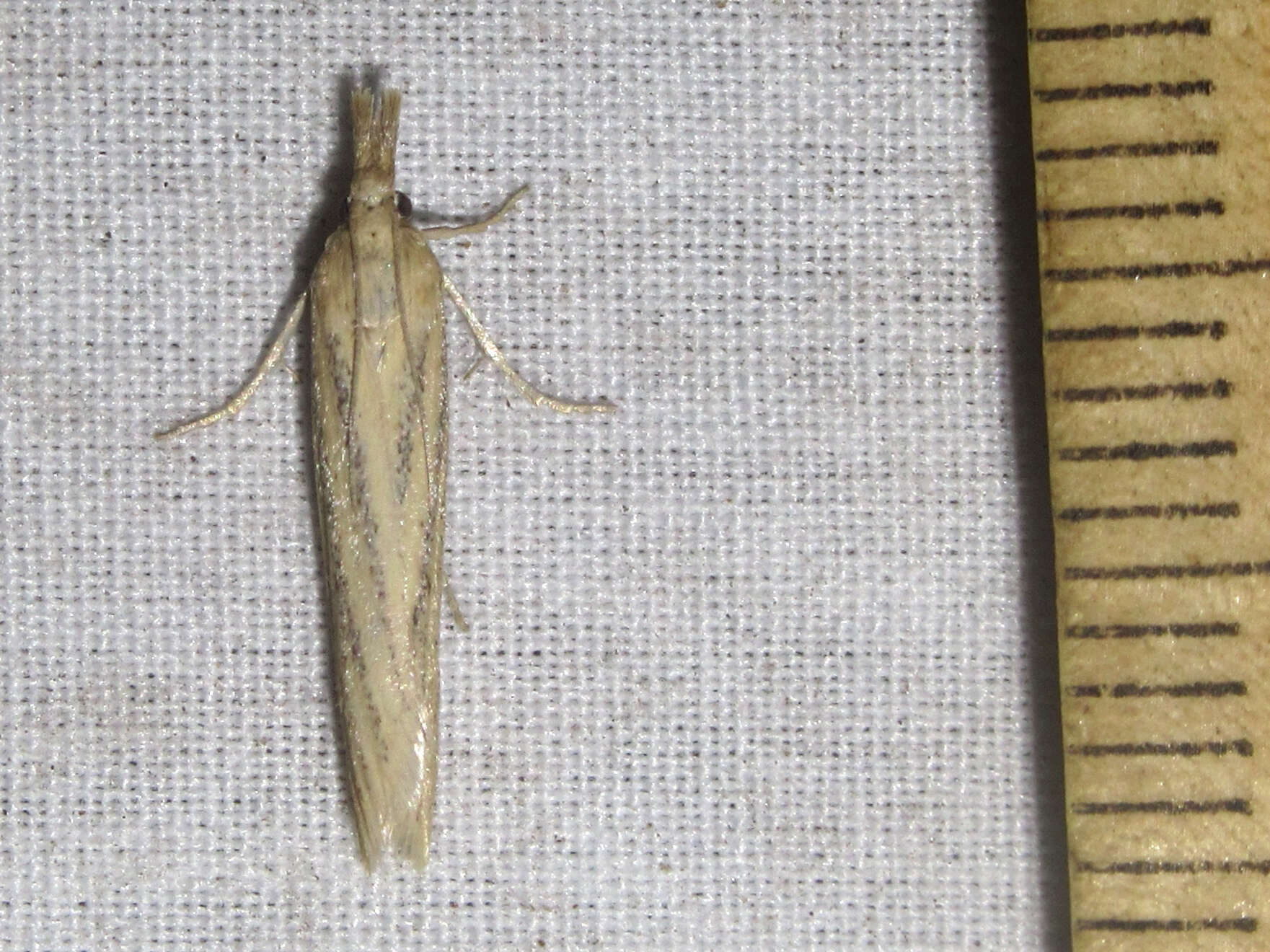 Image of Coenochroa californiella Ragonot 1887