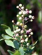 Image of Confederate huckleberry