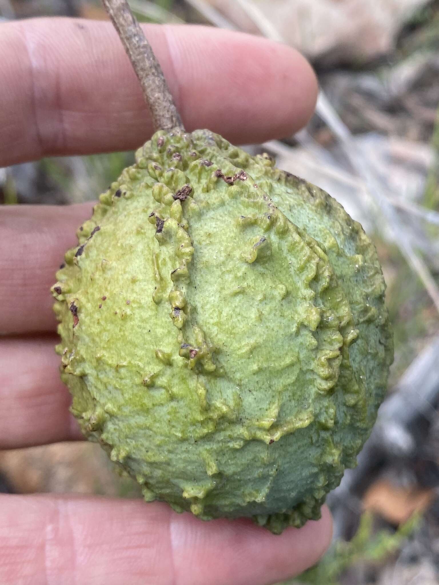 Image of Capparis canescens Banks ex DC.