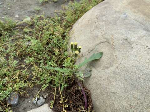 Imagem de Erechtites hieraciifolia var. cacalioides (Spreng.) Griseb.