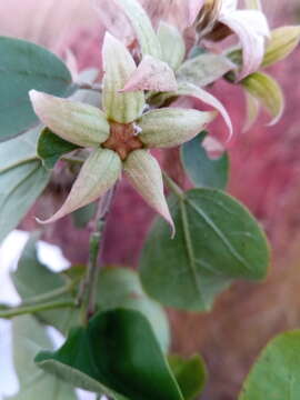 Image of Humbertiella foliosa (Hochr. & Humbert) L. J. Dorr