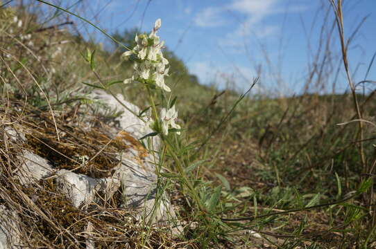 Imagem de Stachys atherocalyx K. Koch