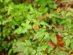 Image de <i>Bidens <i>pilosa</i></i> var. pilosa