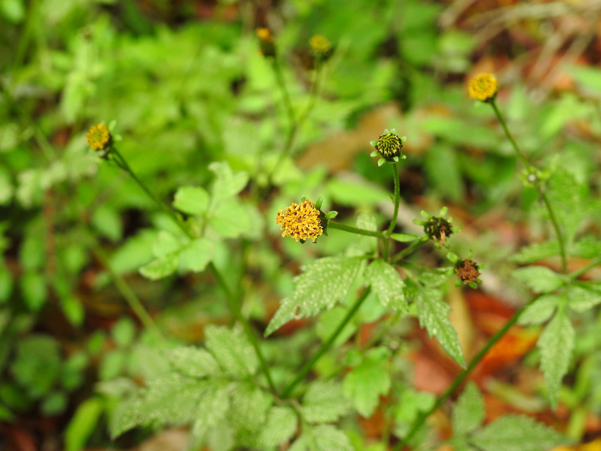 Image de <i>Bidens <i>pilosa</i></i> var. pilosa