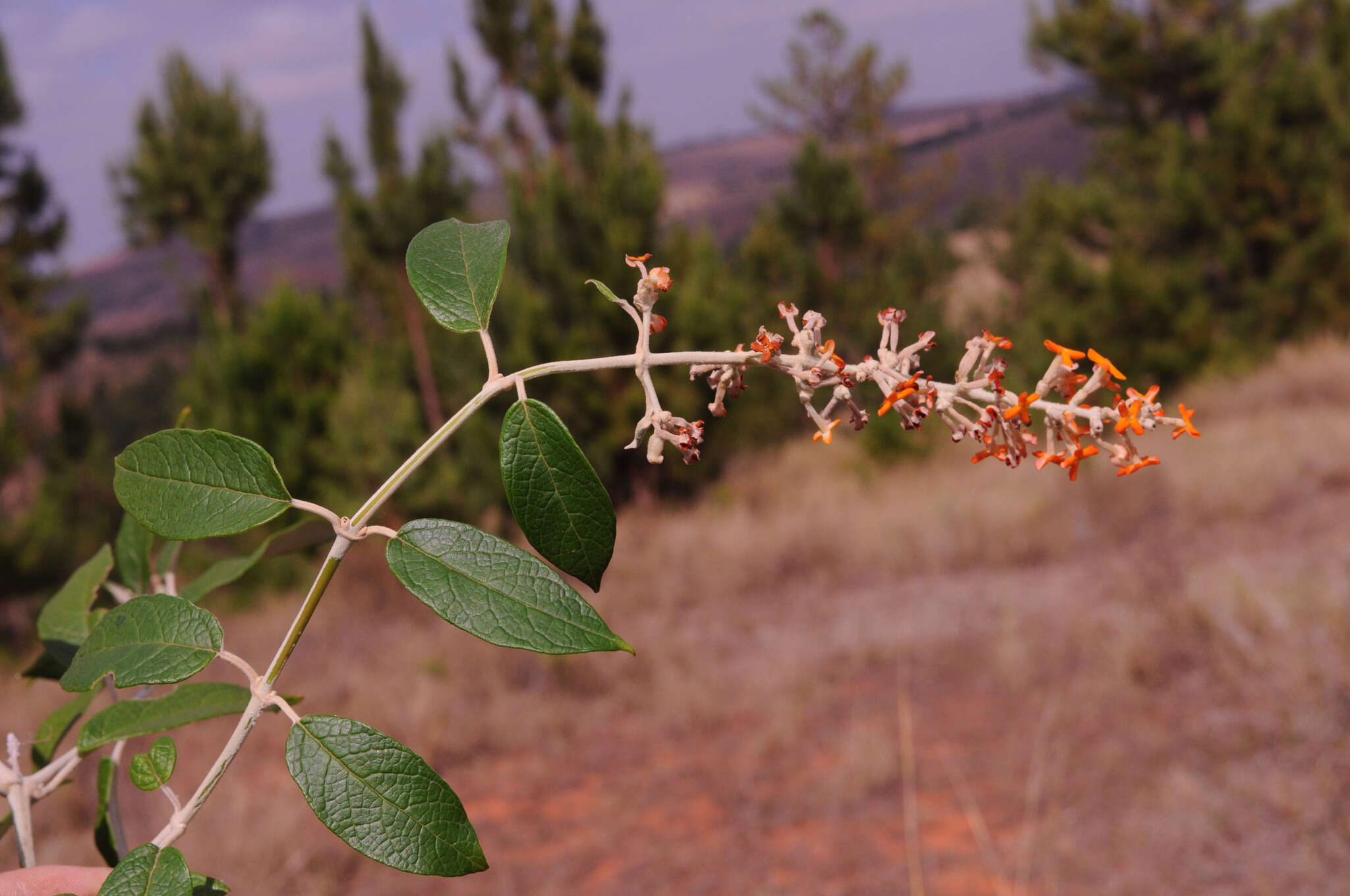 Image of smokebush