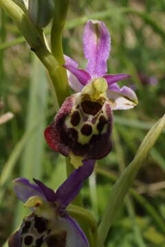 Image of Ophrys fuciflora subsp. elatior (Paulus) R. Engel & P. Quentin