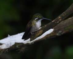 Image of Green-throated Mountain-gem