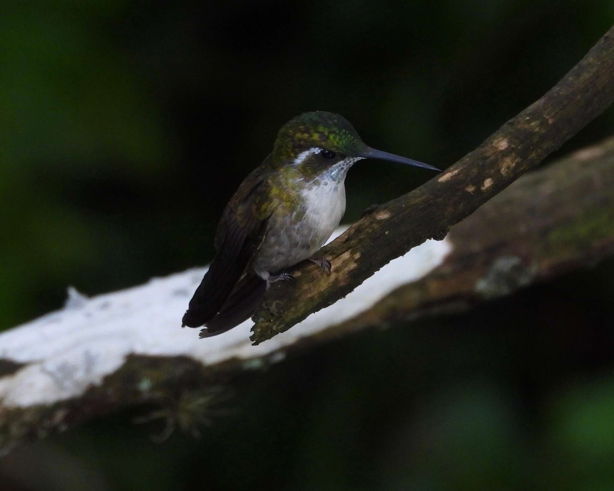 Image of Green-throated Mountain-gem