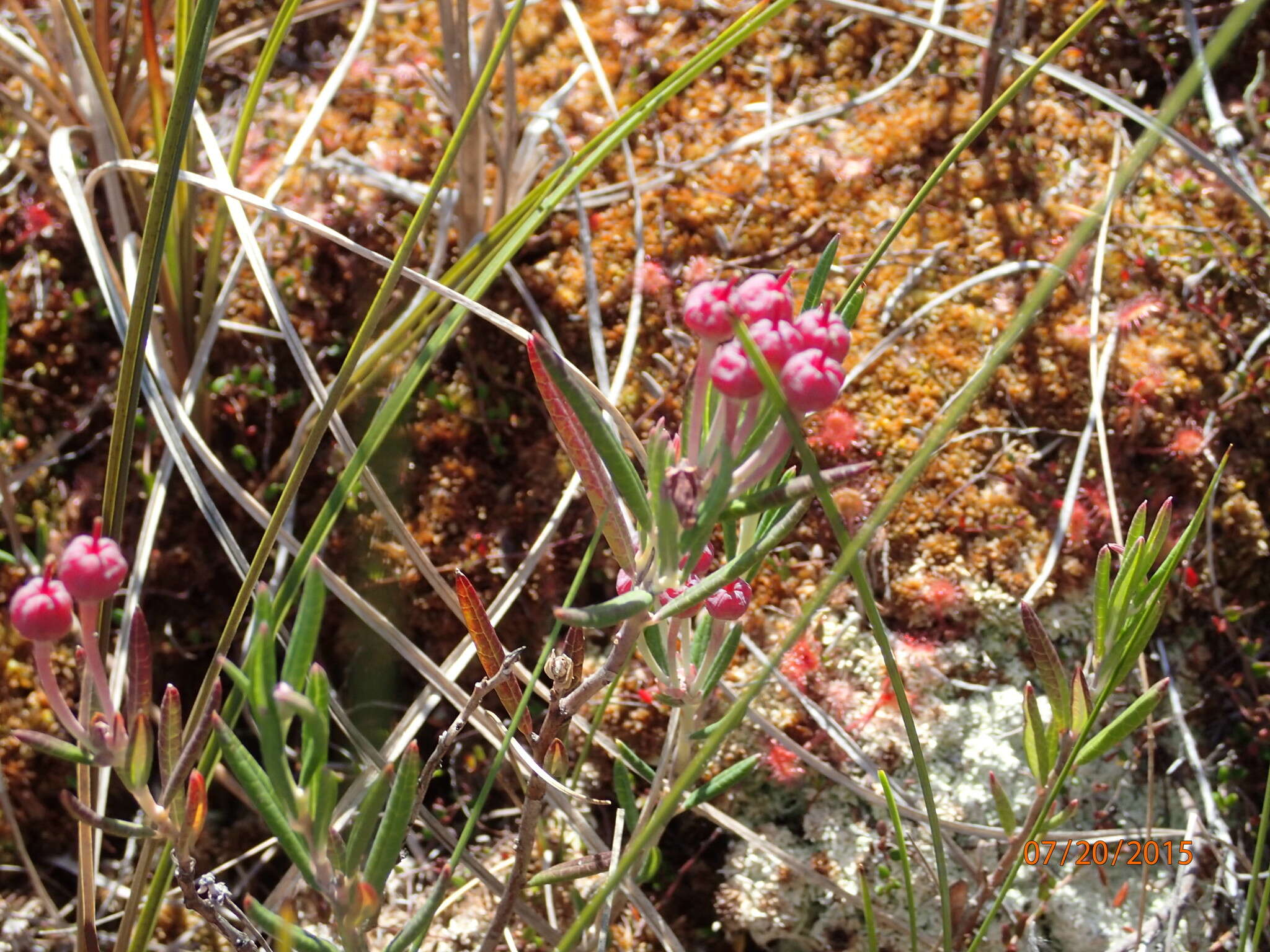 Image of Andromeda polifolia L.