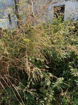 Image of citronella grass