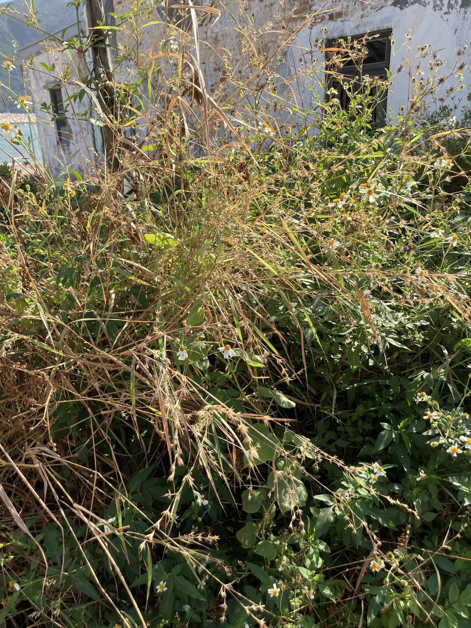 Image of citronella grass