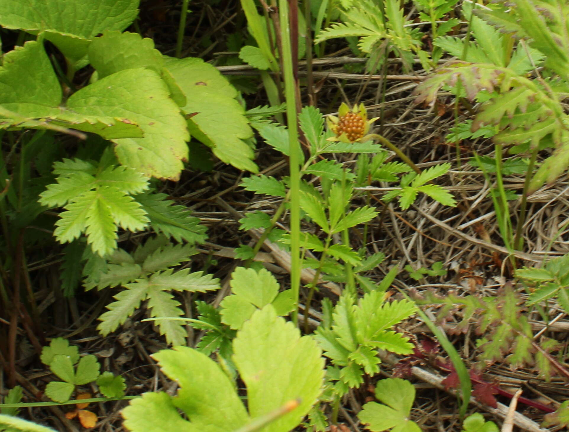 Image of Pacific silverweed