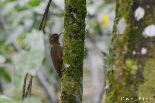 Image of Plain-brown Woodcreeper