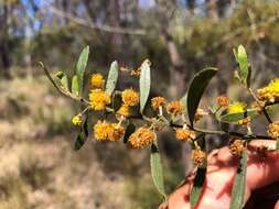 Image of Acacia ixiophylla Benth.