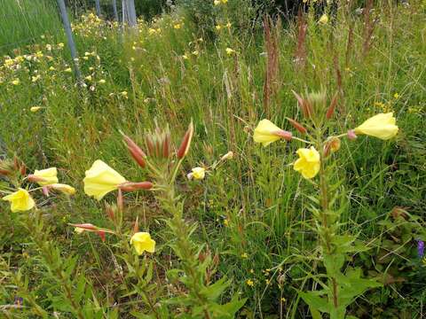 Image of redsepal evening primrose