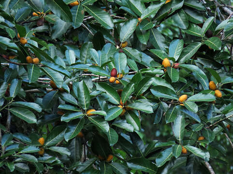 Image of Ficus cucurbitina King