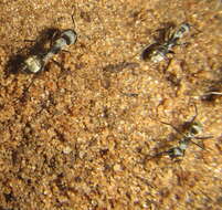 صورة Camponotus cinctellus (Gerstaecker 1859)