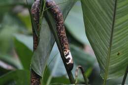 Image of African burrowing python