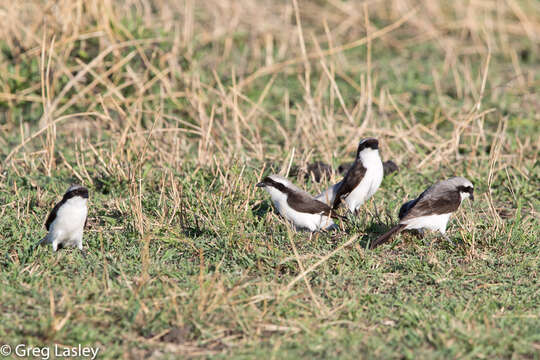 Image of Grey-backed Fiscal