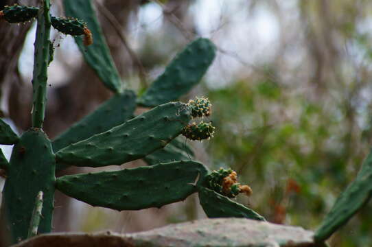 <i>Opuntia karwinskiana</i>的圖片