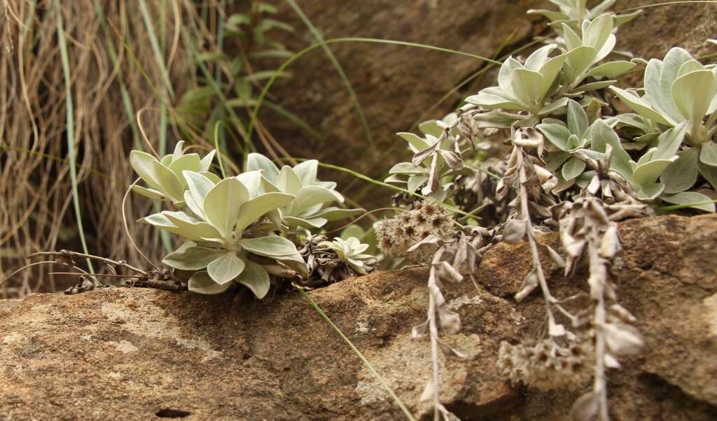 Слика од Helichrysum sutherlandii Harv.