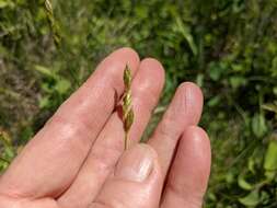 Image of whitescale sedge