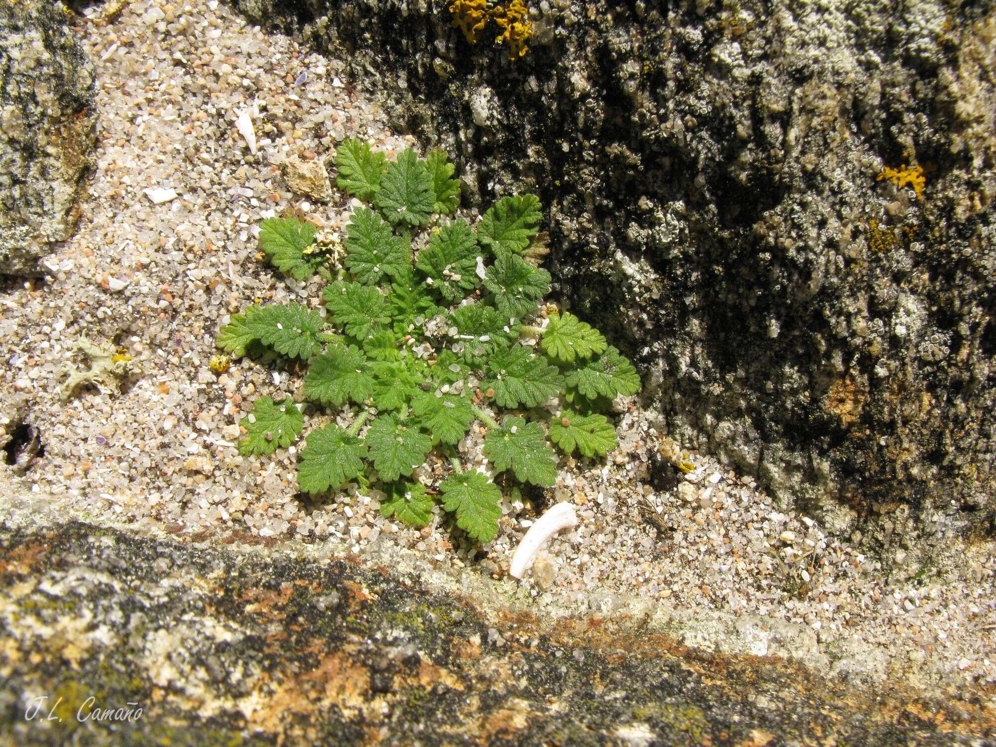 Слика од Erodium maritimum (L.) L'Her.