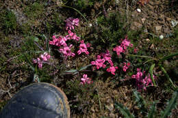 Image of Aspalathus rosea R. Dahlgren