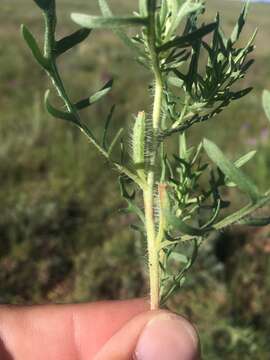 Image of crownleaf evening primrose