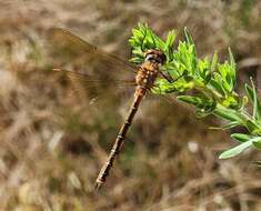 Image of Eastern Swamp Emerald