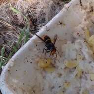 Image of Asian hornet