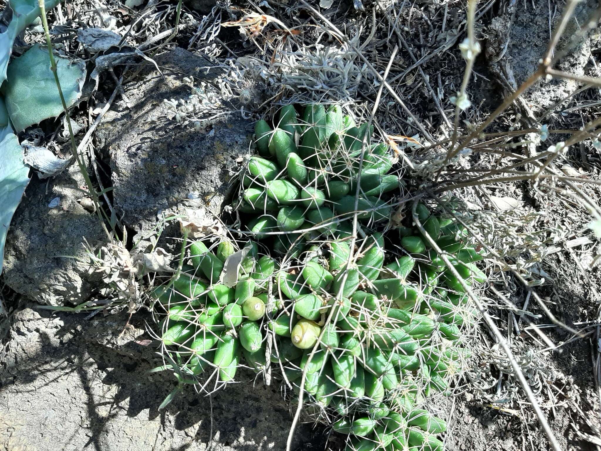 Image of Green-fruit Nipple Cactus