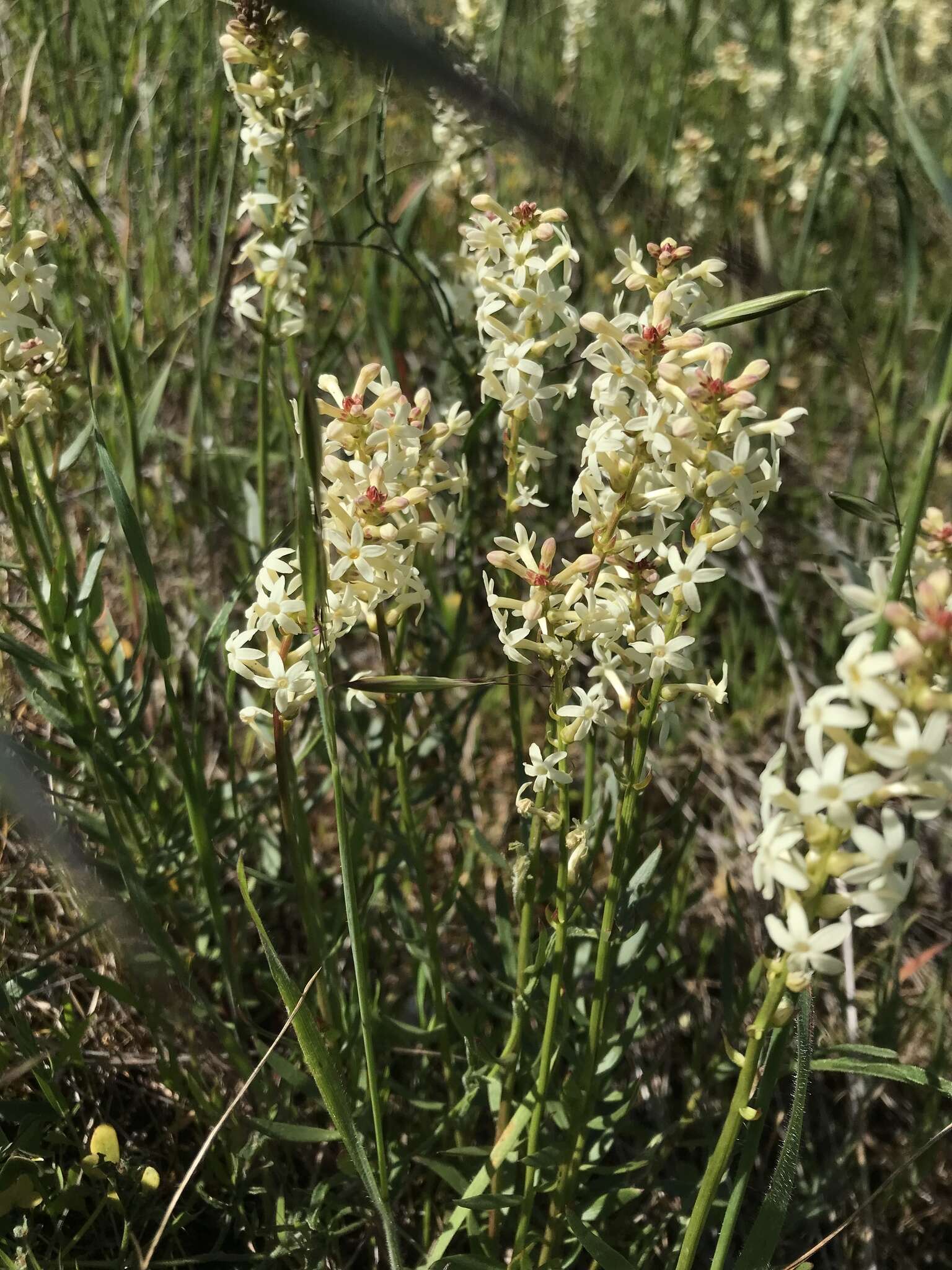 Слика од Stackhousia subterranea W. R. Barker