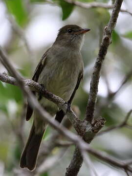 Elaenia martinica (Linnaeus 1766) resmi