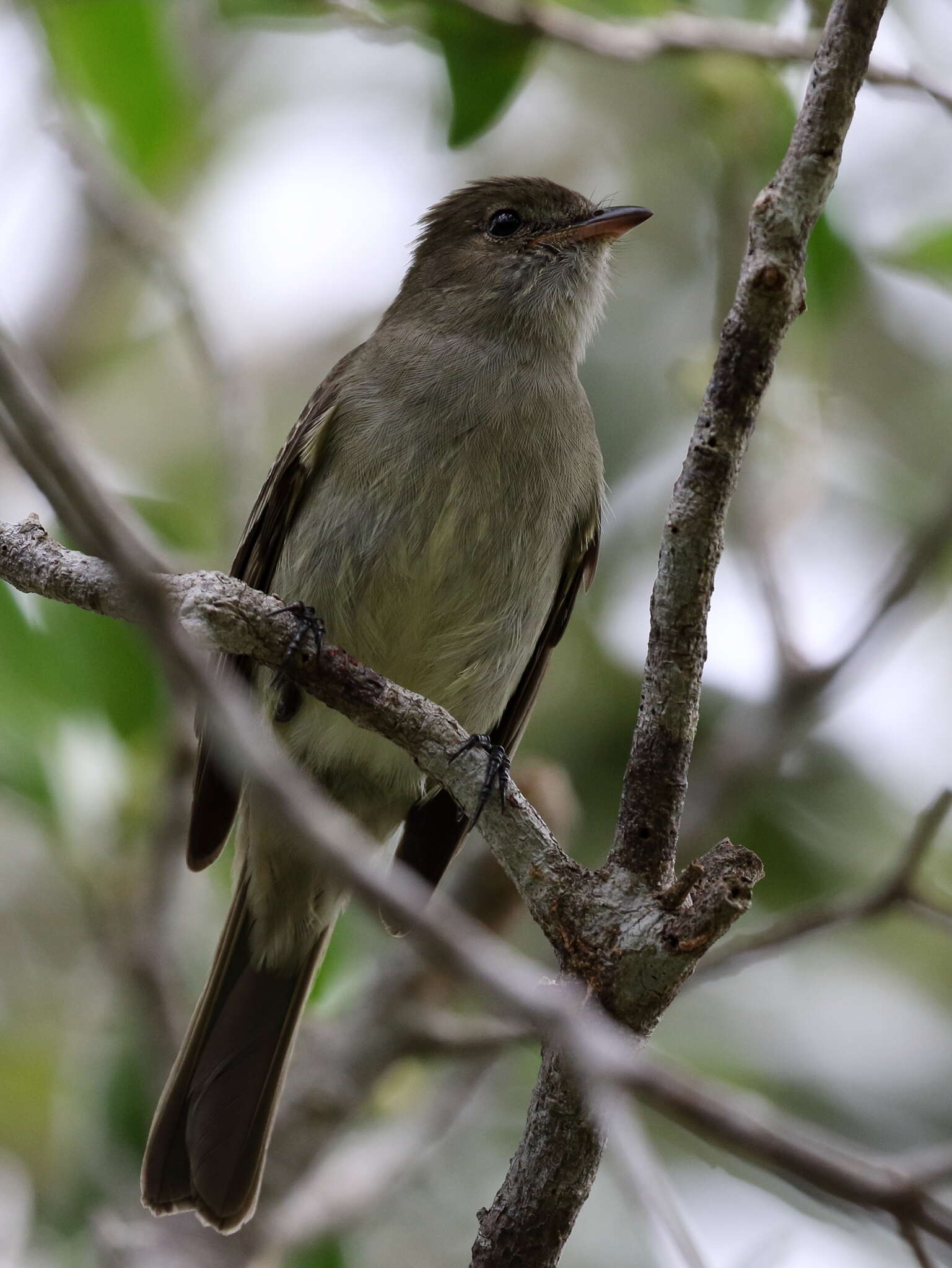 Imagem de Elaenia martinica (Linnaeus 1766)