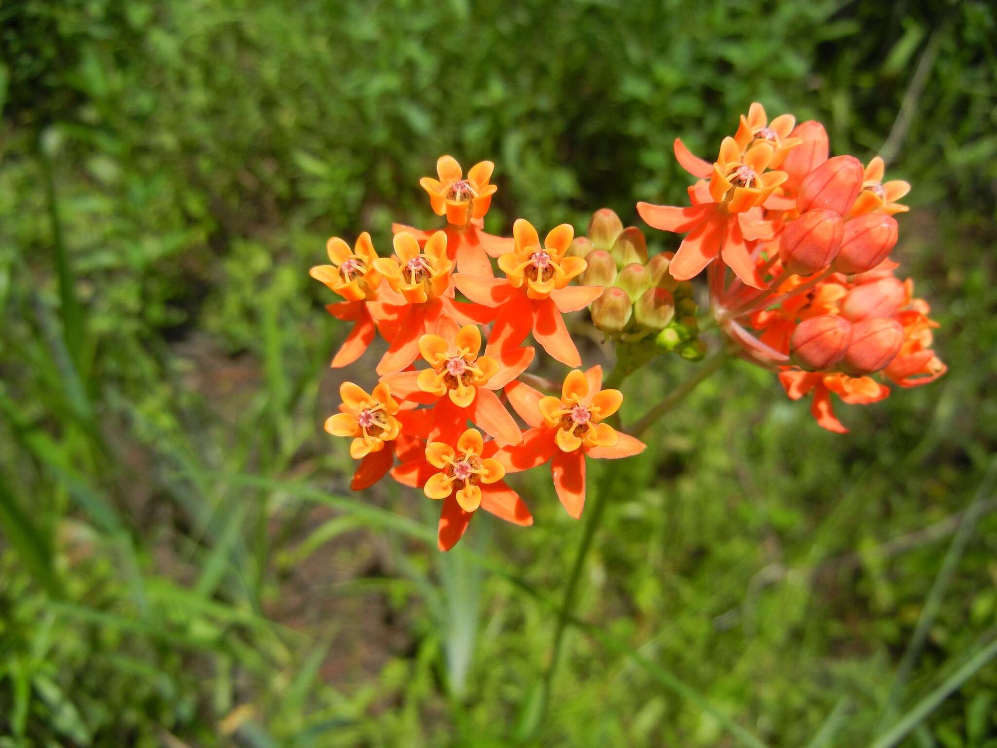 Image of fewflower milkweed