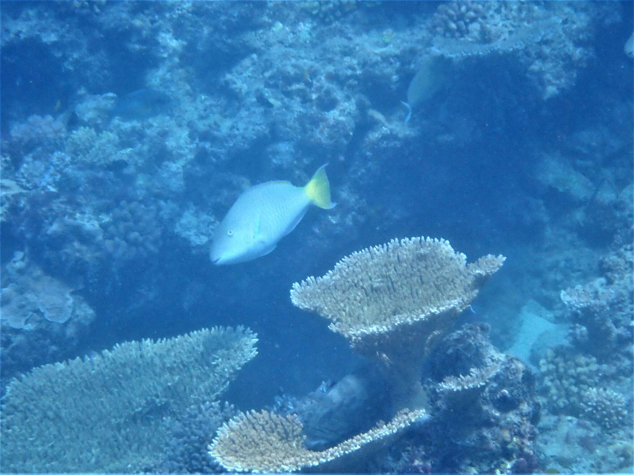 Image of Long-nosed Parrotfish