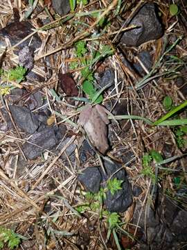 Image of Cajun Chorus Frog