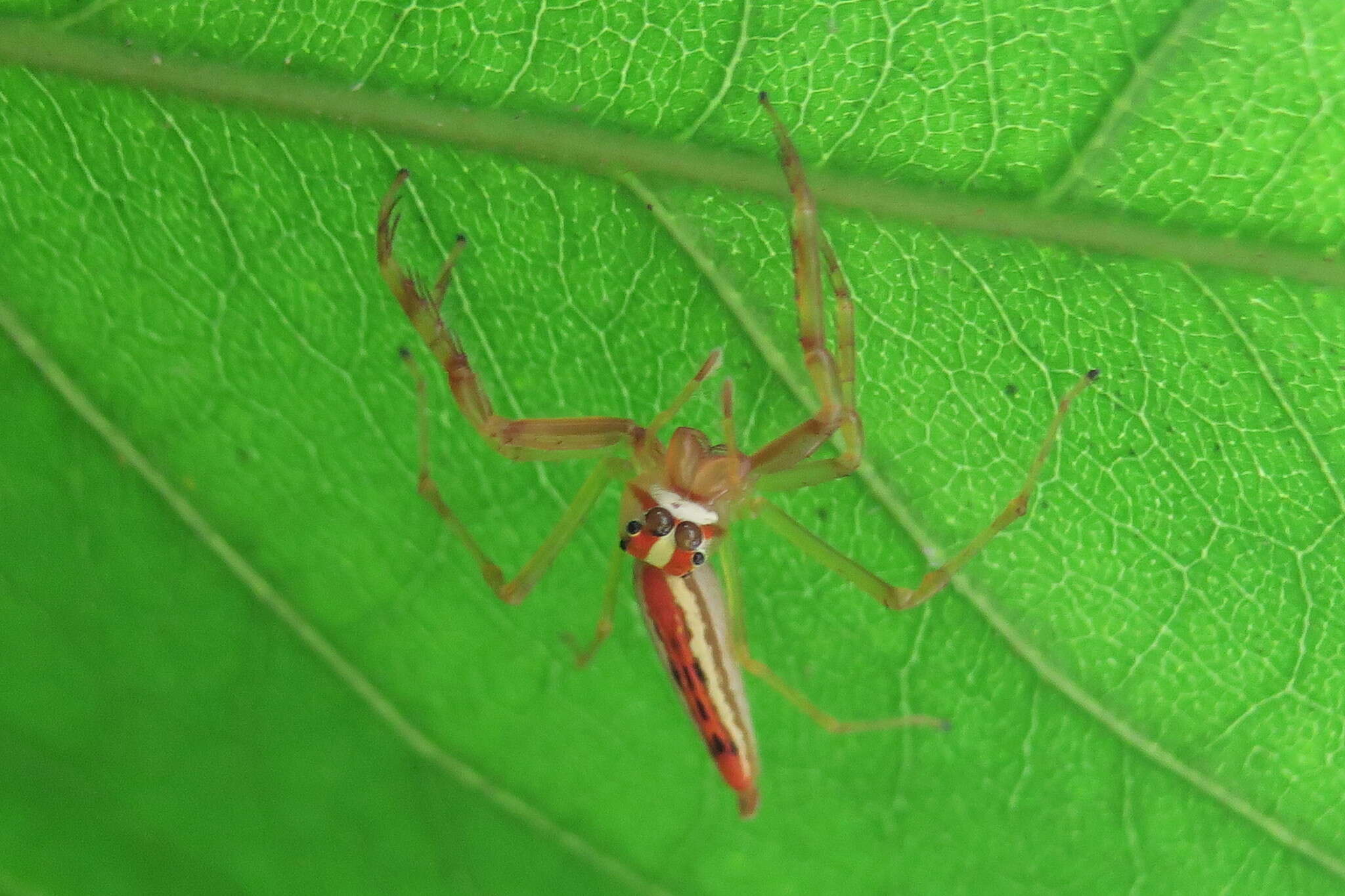 Image of Viciria pavesii Thorell 1877