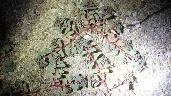 Image of Euphorbia peplis L.