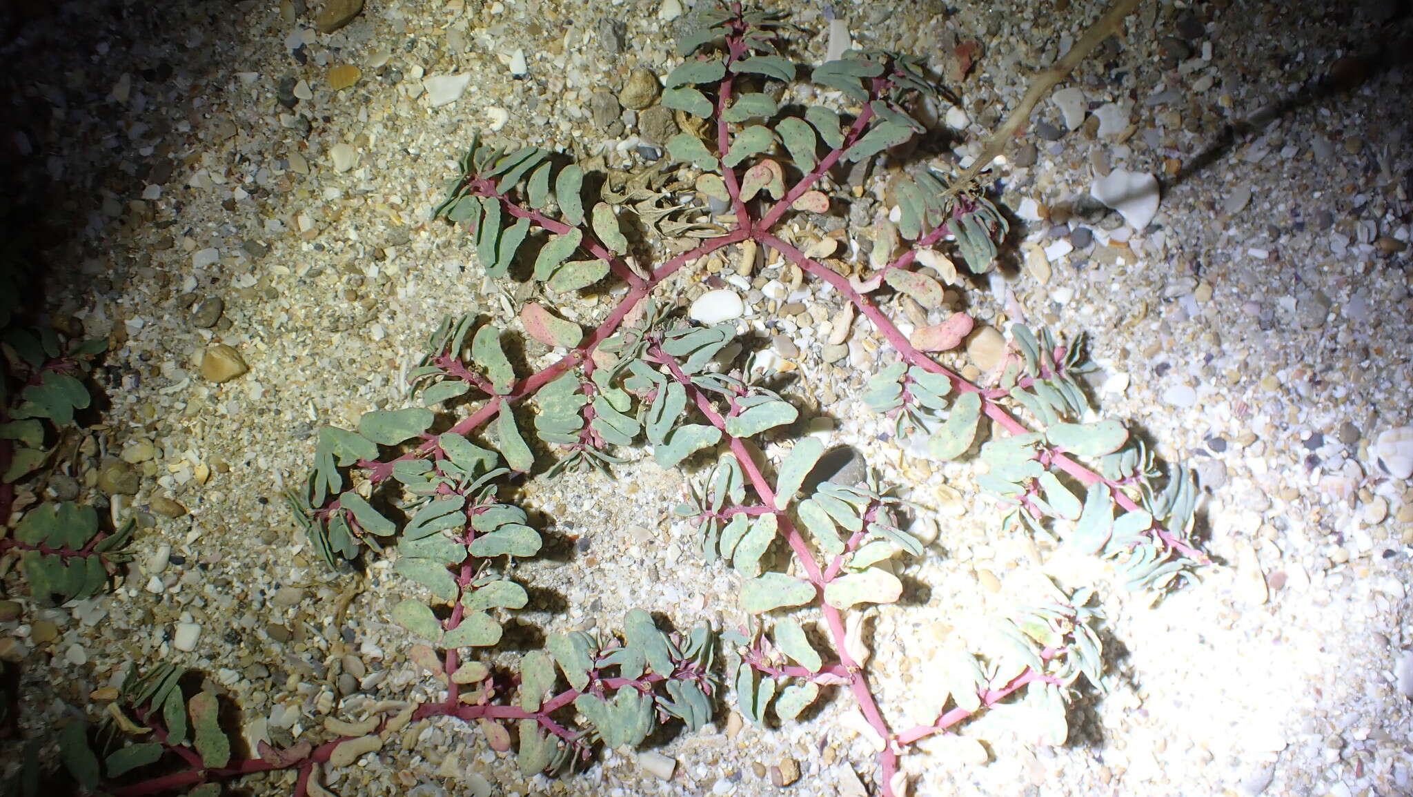 Sivun Euphorbia peplis L. kuva