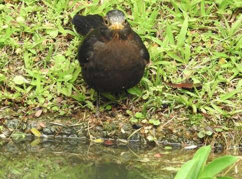 Image of Chinese Blackbird