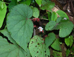 Слика од Begonia cathcartii Hook. fil. & Thomson