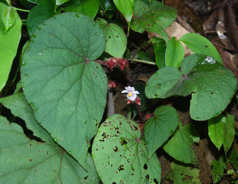 Image of Begonia cathcartii Hook. fil. & Thomson