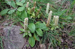 Image of Orostachys maximowiczii V. V. Byalt