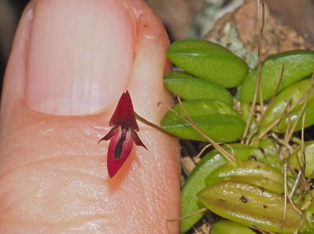 Sivun Bulbophyllum macphersonii Rupp kuva