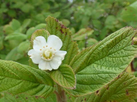 Image of fivepetal cliffbush